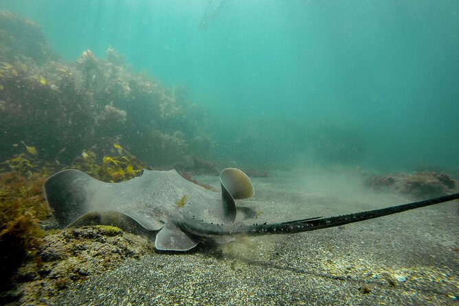 Guided Snorkel Experience, Advanced - Goat Island Marine Reserve, and why advanced coaching here works