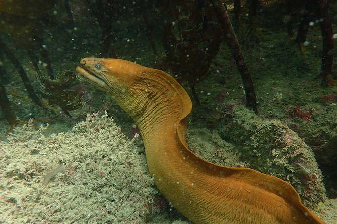 Guided Snorkel Experience, Advanced - Ducking under the surface while staying relaxed and aware