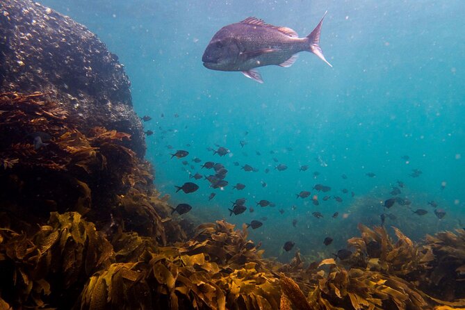 Guided Snorkel Experience, Advanced - What you can expect to see at Goat Island, realistically
