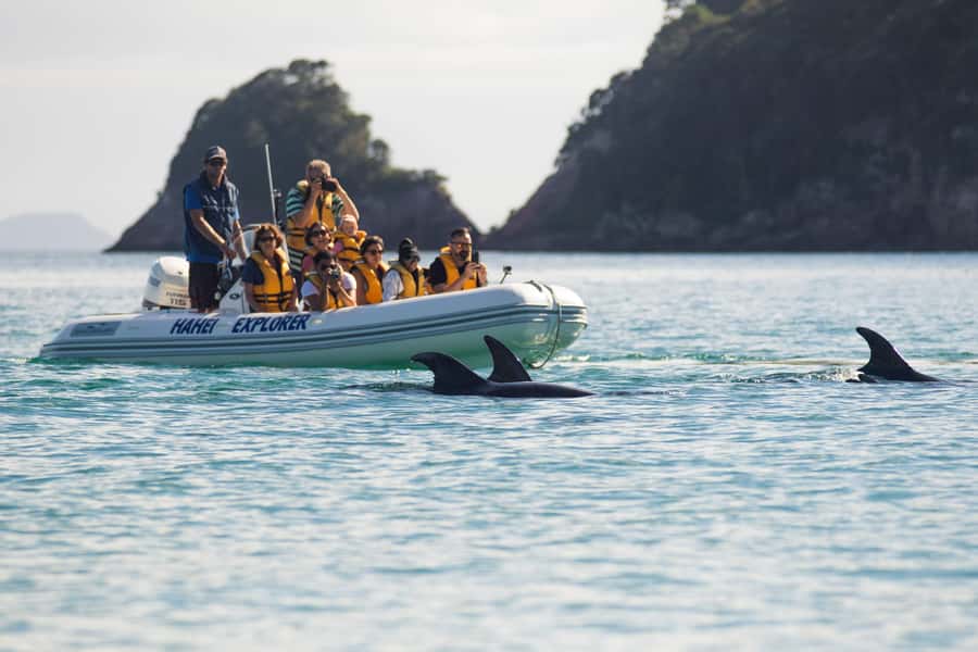 Hahei Explorer Cathedral Cove Boat Tour - Cathedral Cove Marine Reserve: seeing the coast from sea level