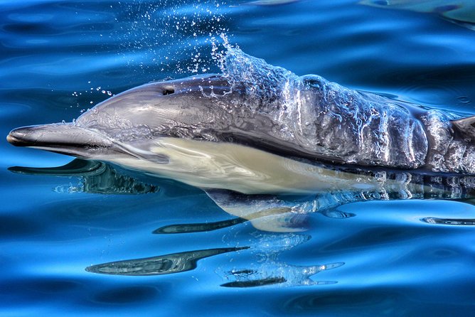 Half Day Dolphin & Wildlife Cruise - Tauranga - Key things you should know before you go