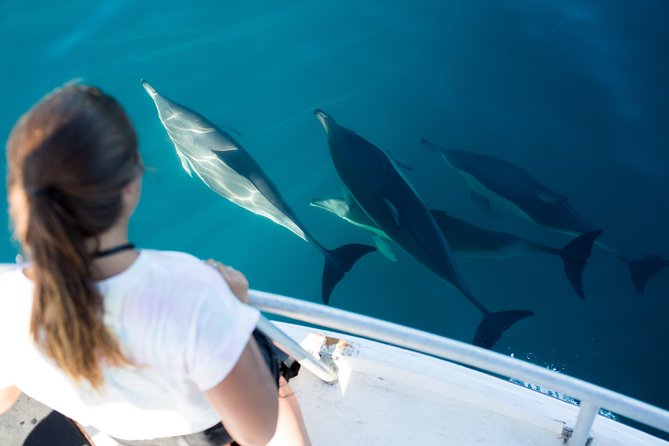 Half Day Dolphin & Wildlife Cruise - Tauranga - Why Tauranga waters are worth your half-day