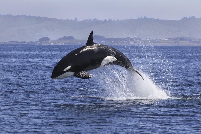 Half Day Dolphin & Wildlife Cruise - Tauranga - The pace: what 5 hours feels like in real life