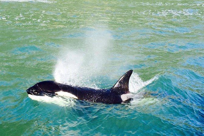 Half Day Dolphin & Wildlife Cruise - Tauranga - Should you book Half Day Dolphin & Wildlife Cruise in Tauranga?