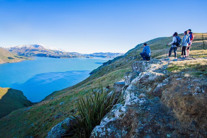 Half Day Guided Walking Tour on Banks Peninsula - The Godley Head loop: what you will see and why it works