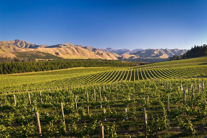 Half-Day Marlborough Wine Tour & Beer Tour - Guides like Darlene, Cameron, and Maurice make it click