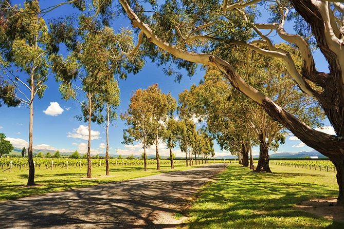 Half-Day Wine Tour from Blenheim - The Car Ride Lesson: Marlborough Basics Before You Taste