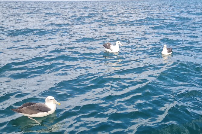 Harbour, Albatross and Wildlife Cruise on Otago Harbour - Otago Peninsula views from the water: history, shipwrecks, and perspective