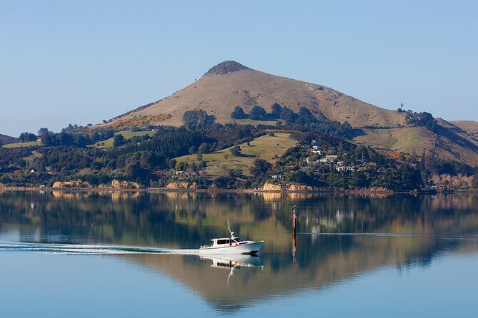 Harbour, Albatross and Wildlife Cruise on Otago Harbour - Taiaroa Head: Northern Royal Albatross in full flight