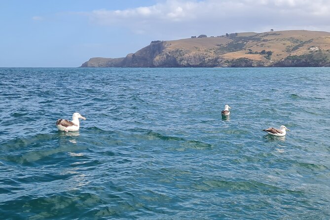Harbour, Albatross and Wildlife Cruise on Otago Harbour - What to pack: warm jacket, water, and wet-weather reality