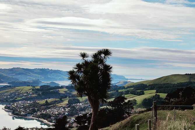 Heritage City and Larnach Castle Van tour with Historian Guide - Price and timing: is $139.78 good value?