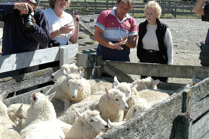 High Country Discovery Tour from Queenstown - Who should book this tour, and who should skip it