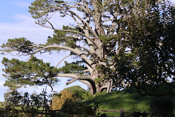 Hobbiton Afternoon Tour in Luxury Minibus from Auckland - Timing that works: an afternoon Hobbiton day from Auckland
