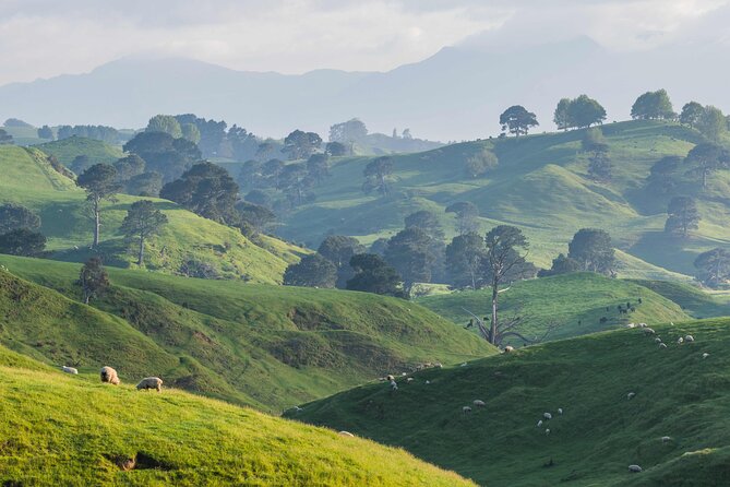 Hobbiton and Waitomo Caves Small Tour from Auckland - Two Icons, One Long Day: How This Auckland Combo Works