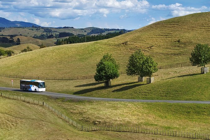 Hobbiton Day Tour from Rotorua with lunch at Hobbiton - The guided walk: what you actually do at Hobbiton