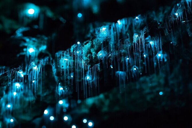 Hobbiton Movie Set & Waitomo Glow Worm Caves Private Tour - Weather matters here, especially for a full-day plan