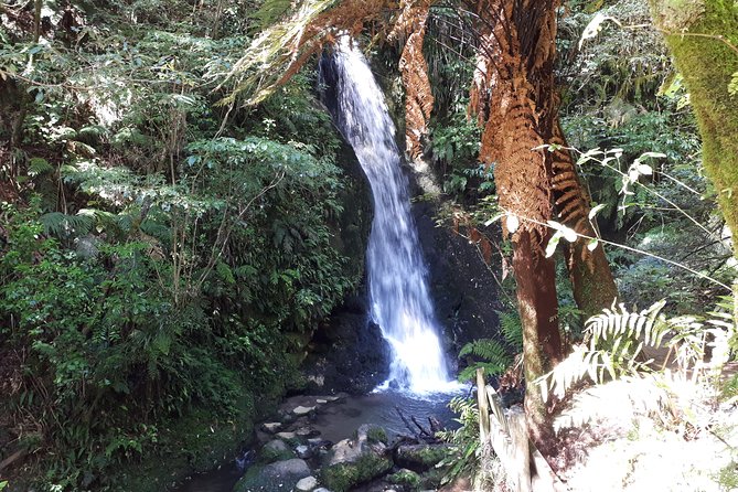 Hobbiton Transport & Tauranga Highlights Excursion from Tauranga - McLaren Falls Park: a one-hour reset with water views and birdlife