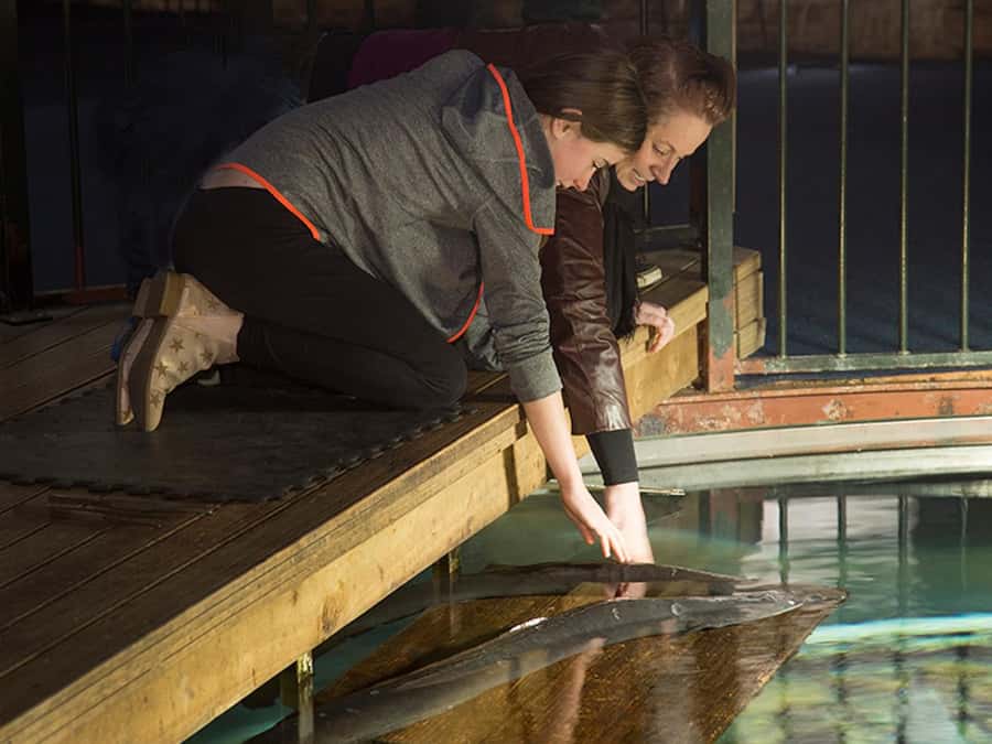 Hokitika: The National Kiwi Centre Tickets - The purpose-built nocturnal house: Brown Kiwi and Little Spotted Kiwi