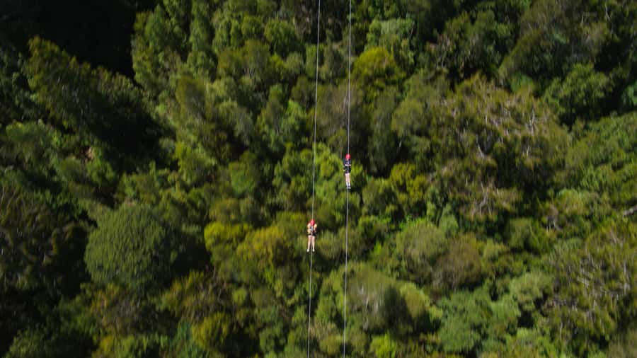 Hokitika: West Coast Tree Top Tower Zip Line and Walk - Rainforest facts in real time: climate and wildlife from your guide