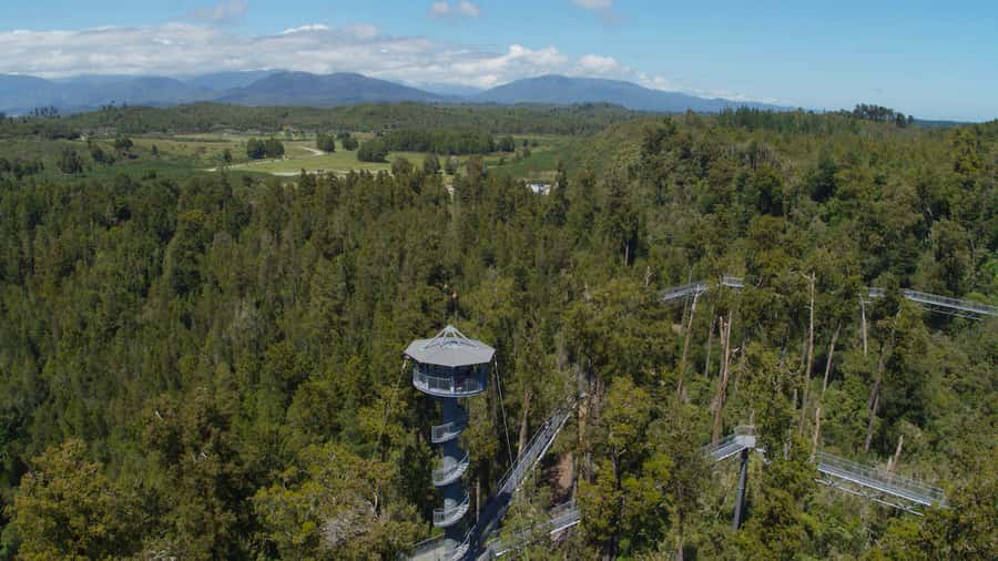 Hokitika: West Coast Tree Top Tower Zip Line and Walk - Who this Hokitika treetop and zip line experience is best for