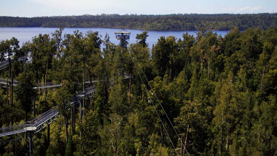 Hokitika: West Coast Tree Top Tower Zip Line and Walk - Ruatapu treetop walking: how to enjoy the canopy views without rushing