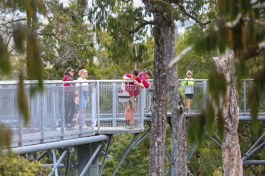 Hokitika: West Coast Treetop Walkway Entrance Ticket - Key Highlights You’ll Actually Notice