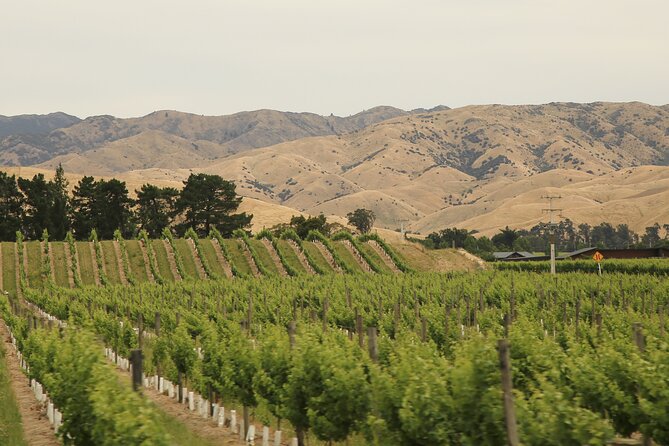 Hop on Hop off Wine Tours Marlborough - Beyond wine: beer garden, taverns, cafes, whiskey, and cheese