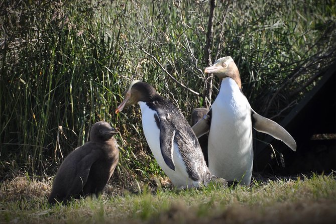 Iconic Wildlife Tour with Yellow Eyed Penguins & Royal Albatross - Key things to know before you go