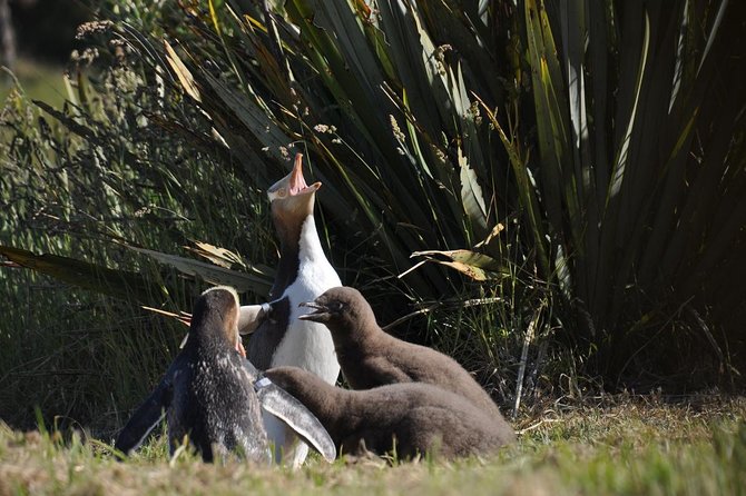 Iconic Wildlife Tour with Yellow Eyed Penguins & Royal Albatross - Leaving Dunedin for the Otago Peninsula, the easy way