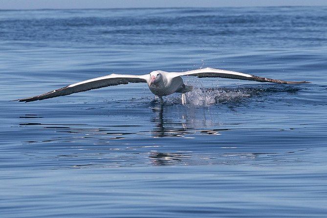 Iconic Wildlife Tour with Yellow Eyed Penguins & Royal Albatross - Price and value: is $245.13 worth it?