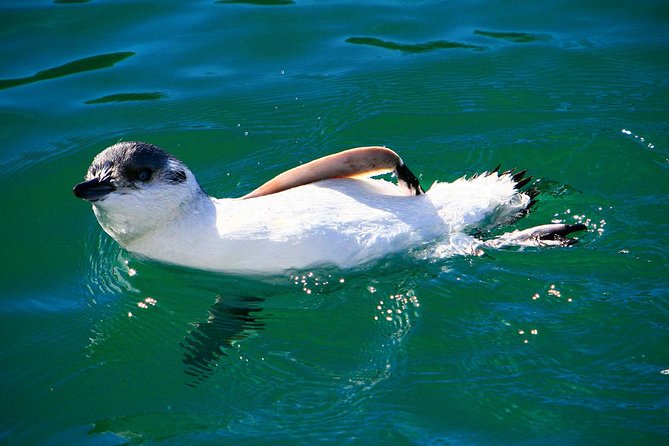 Iconic Wildlife Tour with Yellow Eyed Penguins & Royal Albatross - Yellow-eyed penguins in a private reserve: what makes the hide approach work
