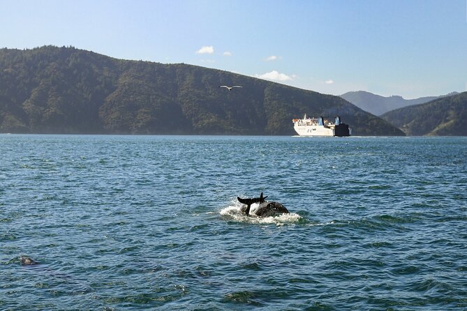InterIslander Ferry - Picton to Wellington - Ticket Choices: Walk On, Bring a Car, and Know What Changes
