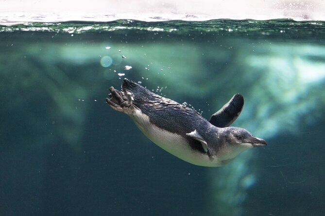 International Antarctic Centre General Admission Ticket - Price and value: is $45.92 per person a smart buy?