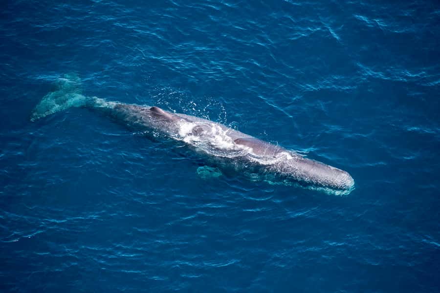 Kaikoura: 1-Hour Whale Watching Helicopter Tour - Key Things That Make This Kaikōura Helicopter Tour Worth It