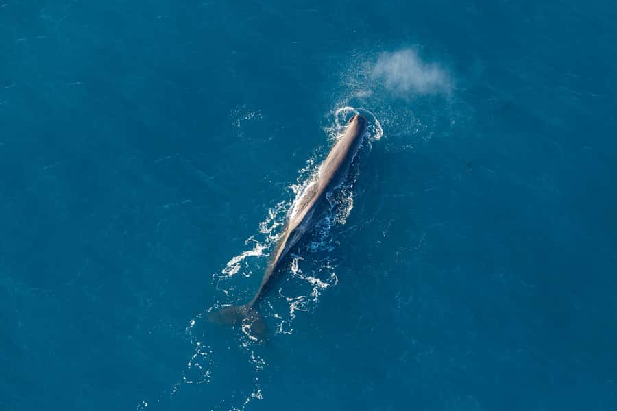 Kaikoura: 1-Hour Whale Watching Helicopter Tour - Wildlife Spotting With a Respectful Game Plan