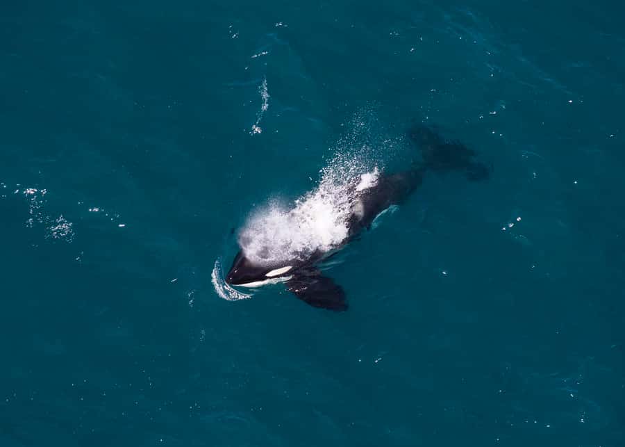 Kaikoura: 1-Hour Whale Watching Helicopter Tour - The Mountain Views You Get Between Whale Spots