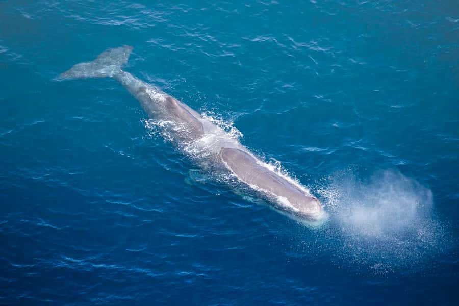 Kaikōura: 45-Minute Whale Watching Helicopter Tour - Who This Tour Is Best For (And Who Might Skip It)