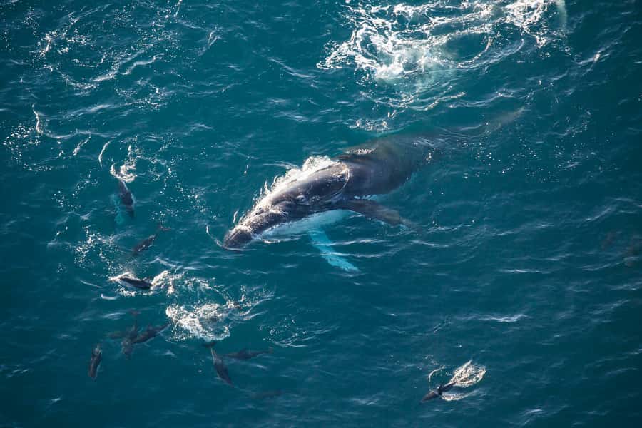 Kaikōura: 45-Minute Whale Watching Helicopter Tour - Getting There at 617 State Highway 1, Then Off to the Air