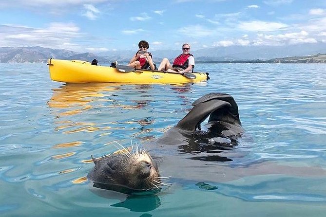 Kaikoura: Coastal and Alpine Scenic Airplane Flight - Spotting snowy peaks, waterfalls, and wild deer