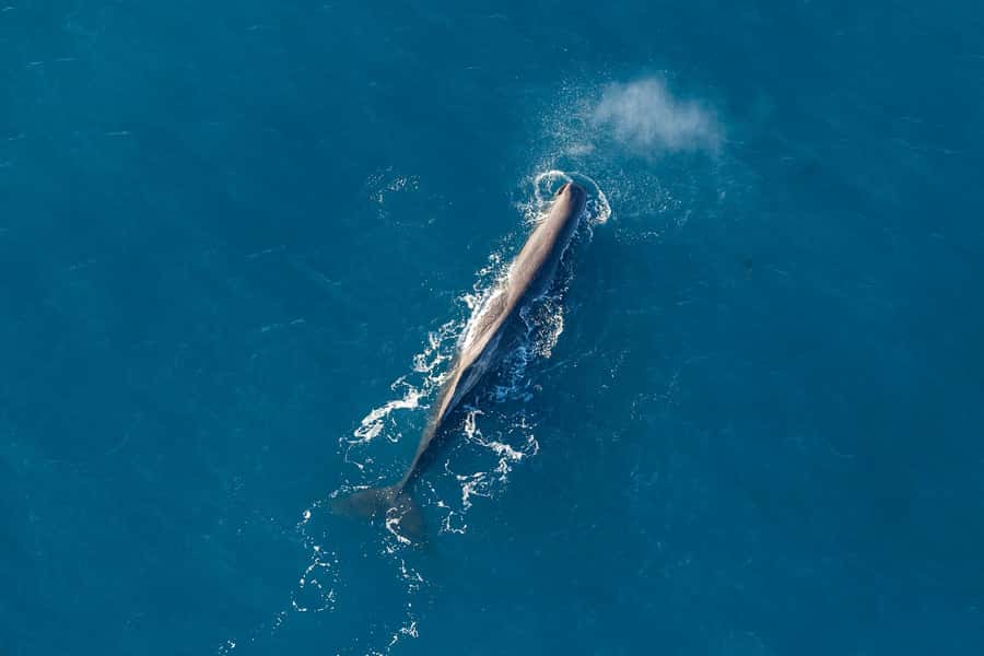 Kaikoura: Extended Flight Whale Watching & Mountain Tour - Key Points Before You Go