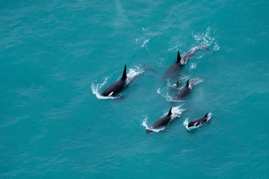 Kaikoura: Extended Flight Whale Watching & Mountain Tour - The 45 Minute Flight: Whale Watching With a Pilot’s Eyes