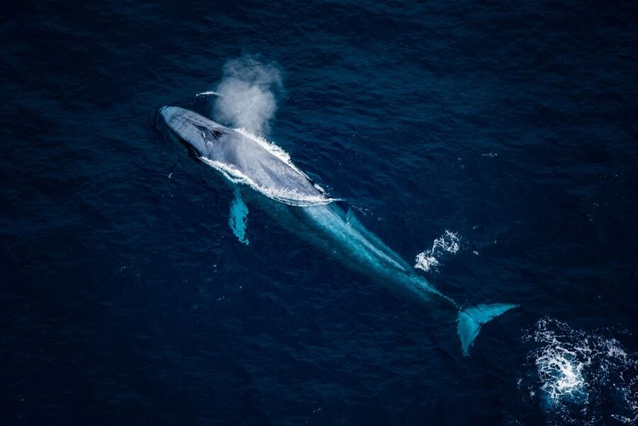 Kaikoura: Extended Flight Whale Watching & Mountain Tour - How the Mountain and Coast Route Shifts When Clouds Move In