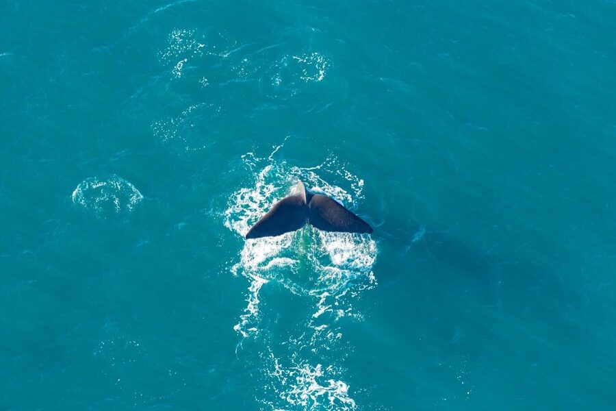 Kaikoura: Extended Flight Whale Watching & Mountain Tour - Wildlife Beyond Whales: Dolphins and Migratory Species