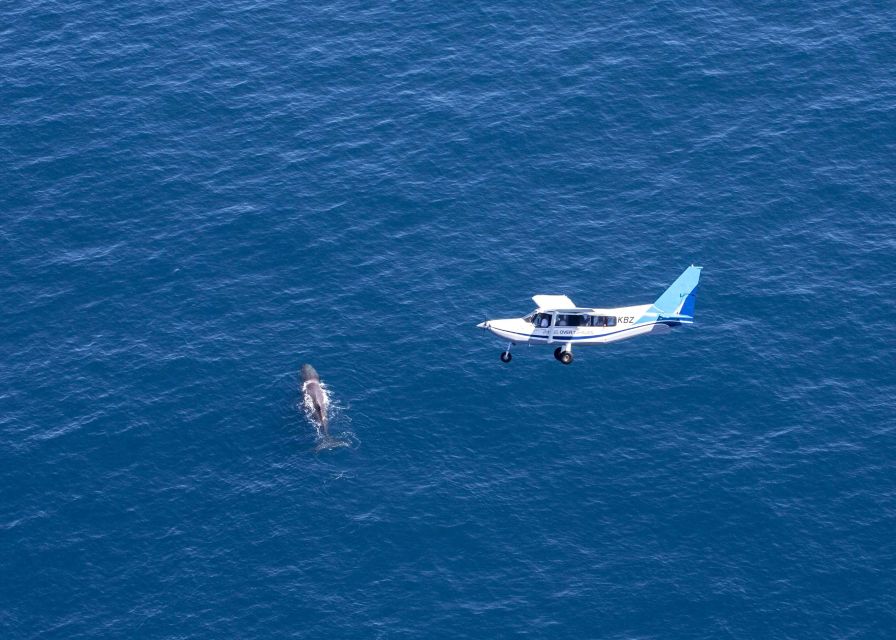 Kaikoura: Extended Flight Whale Watching & Mountain Tour - Photo Tips That Actually Help From a Small Aircraft