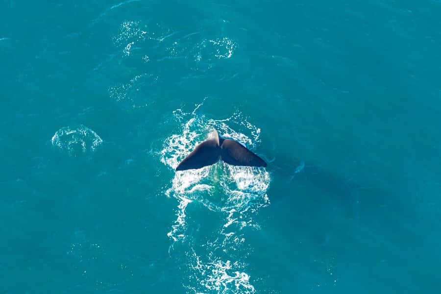 Kaikoura: Extended Flight Whale Watching & Mountain Tour - Value and Price: Is $236 Worth It for 45 Minutes?