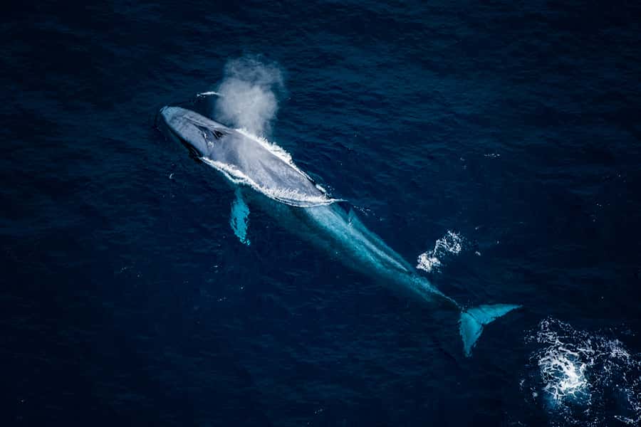 Kaikoura: Extended Flight Whale Watching & Mountain Tour - Meeting at 617 State Highway 1, Peketa, and That Pre-Flight Reset