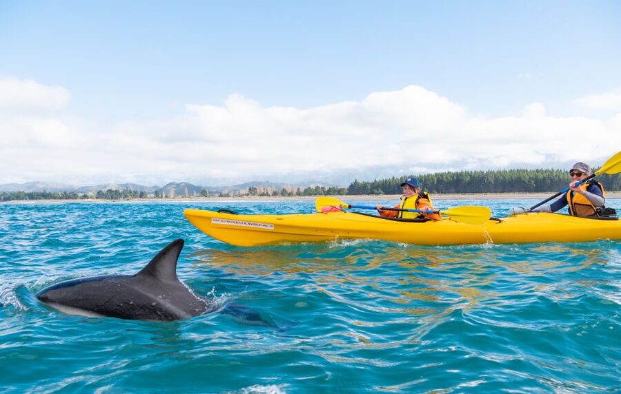 Kaikoura: Guided Family Kayaking Adventure - Wildlife Expectations: Great Chances, No Guarantees