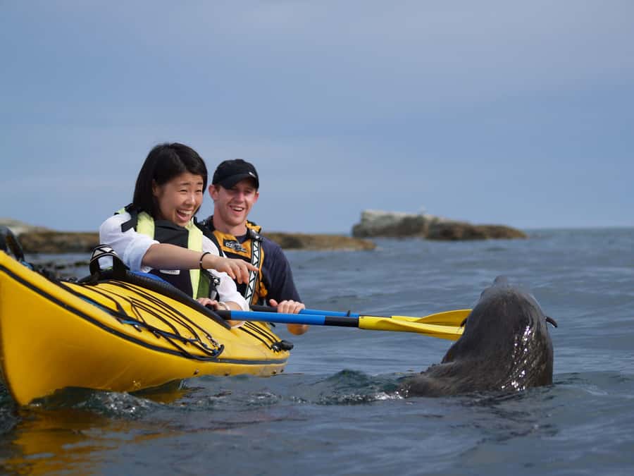 Kaikoura: Half-Day Wildlife Kayaking Tour - Key things that make this tour worth it