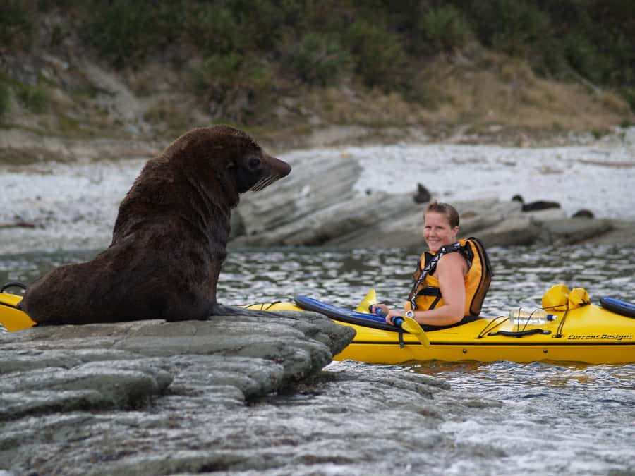 Kaikoura: Half-Day Wildlife Kayaking Tour - Kayaking the Kaikoura coast: what 3 hours feels like