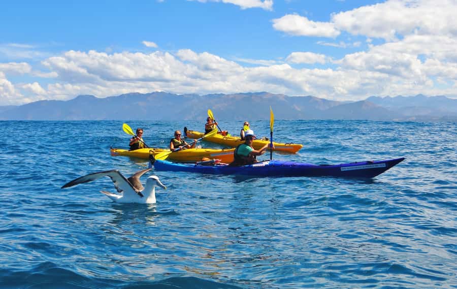 Kaikoura: Half-Day Wildlife Kayaking Tour - Safety briefing and group control: why guides matter here